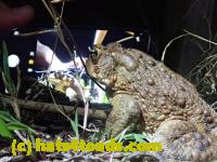 /home//u458753944/public_html/sourcegallery//Roxborough Toad Detour/2021/2021-04-10/P4100249.JPG